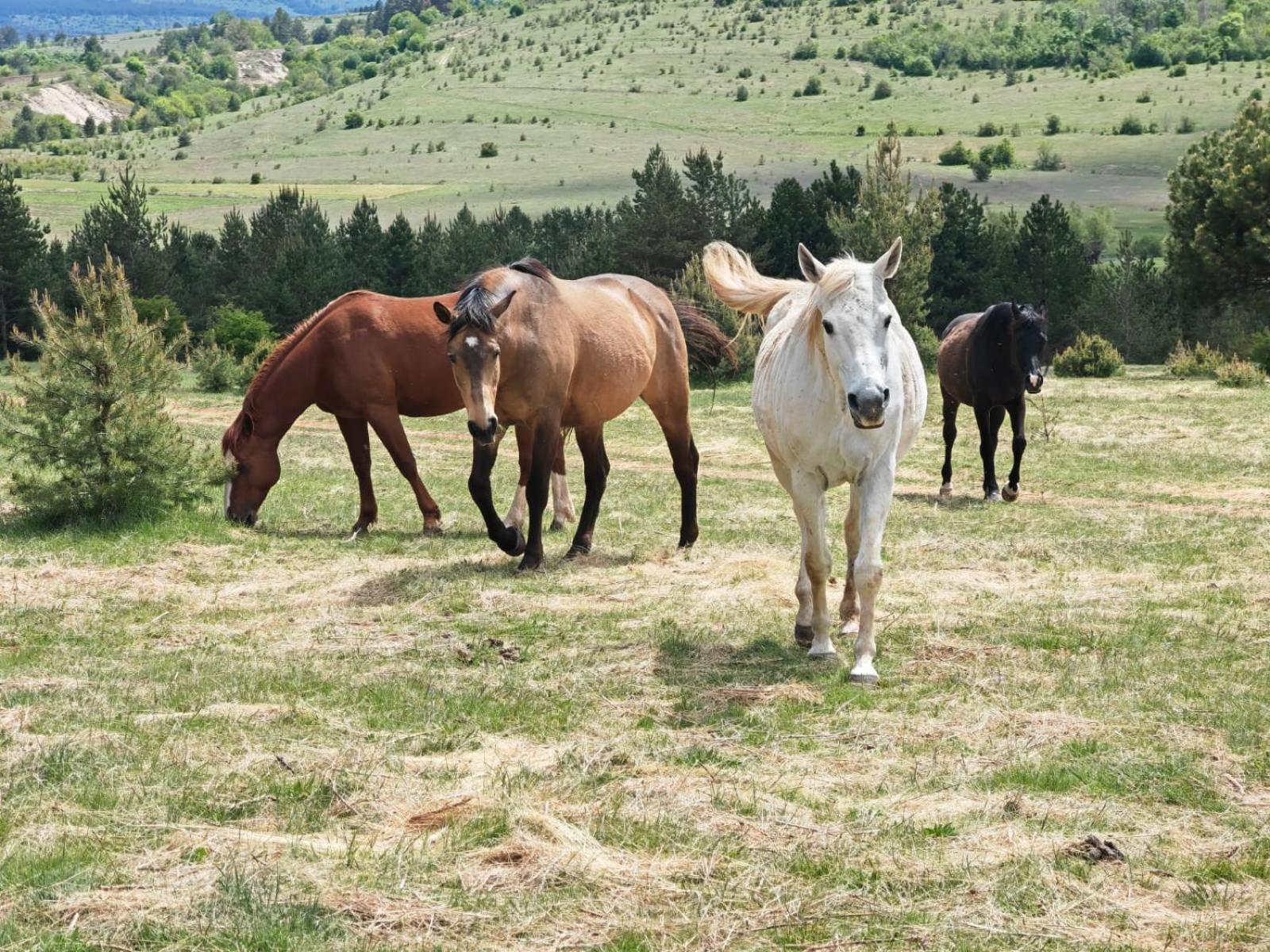 Ranc Crna Stina Villa Livno Luaran gambar